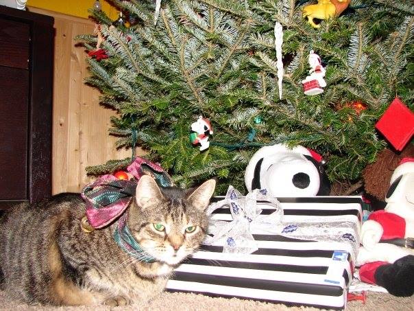 Buster the cat hiding under the Christmas tree with packages.